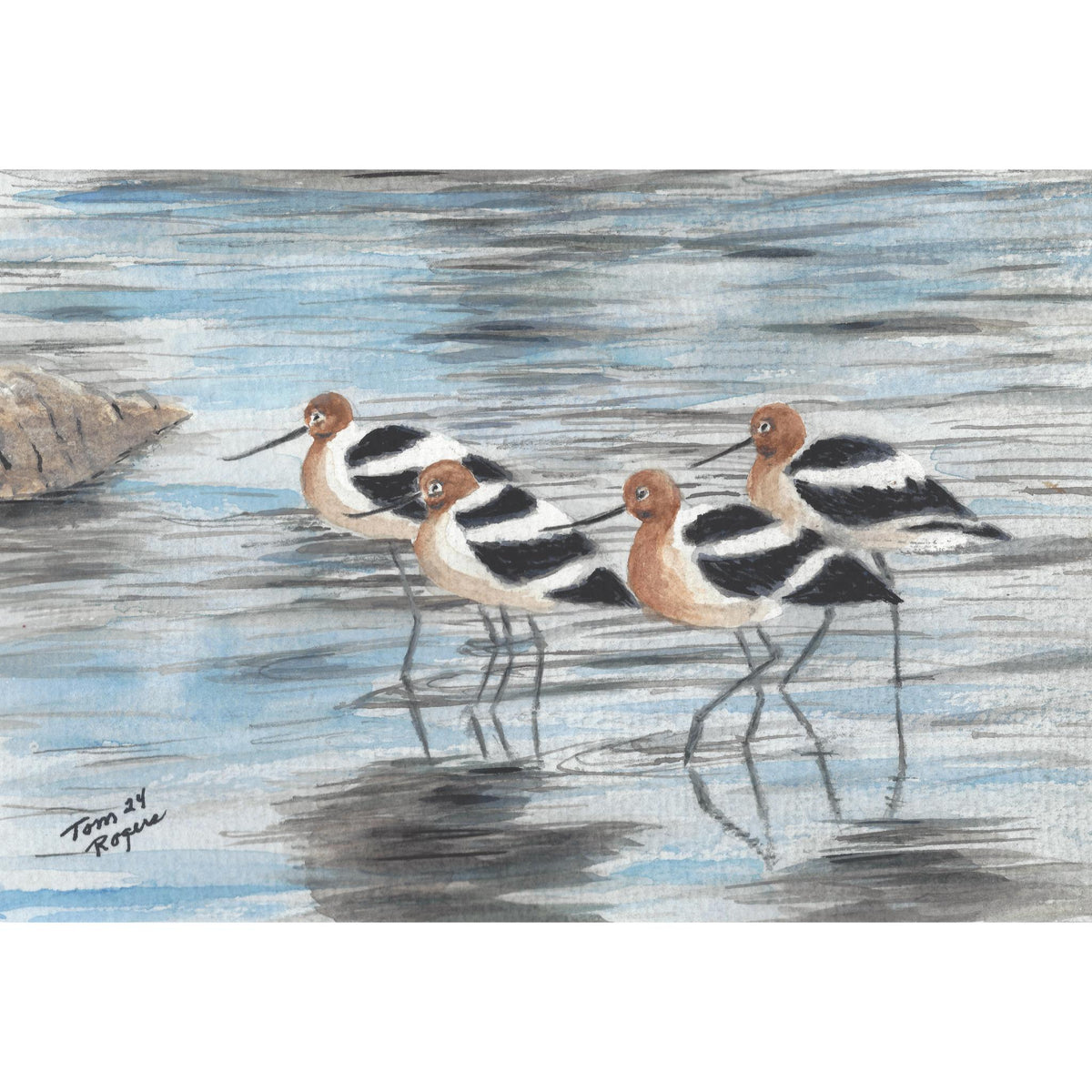 AVOCETS Birds