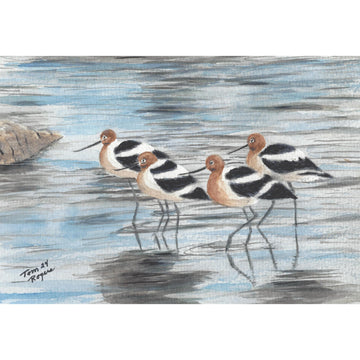 AVOCETS Birds