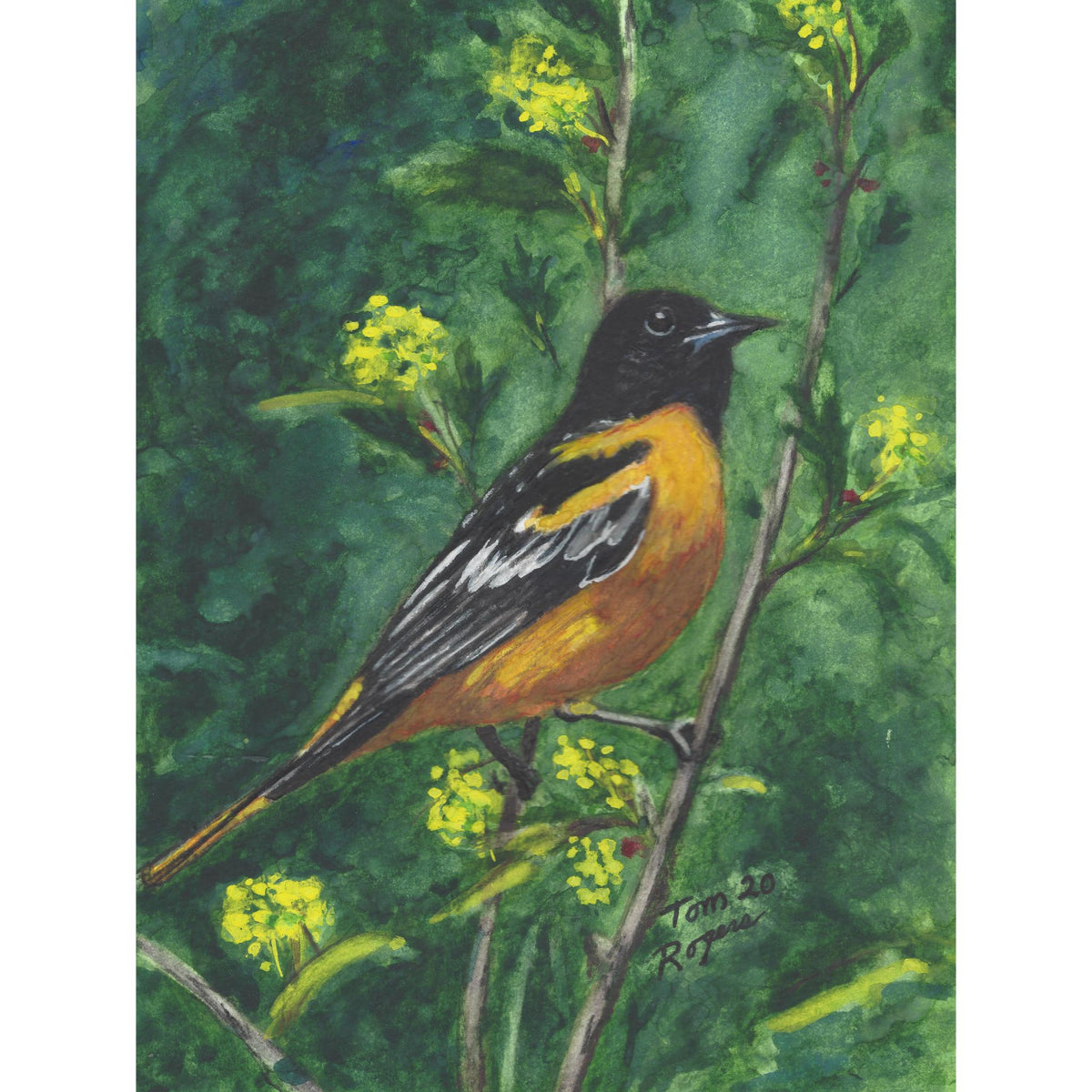 Baltimore Oriole