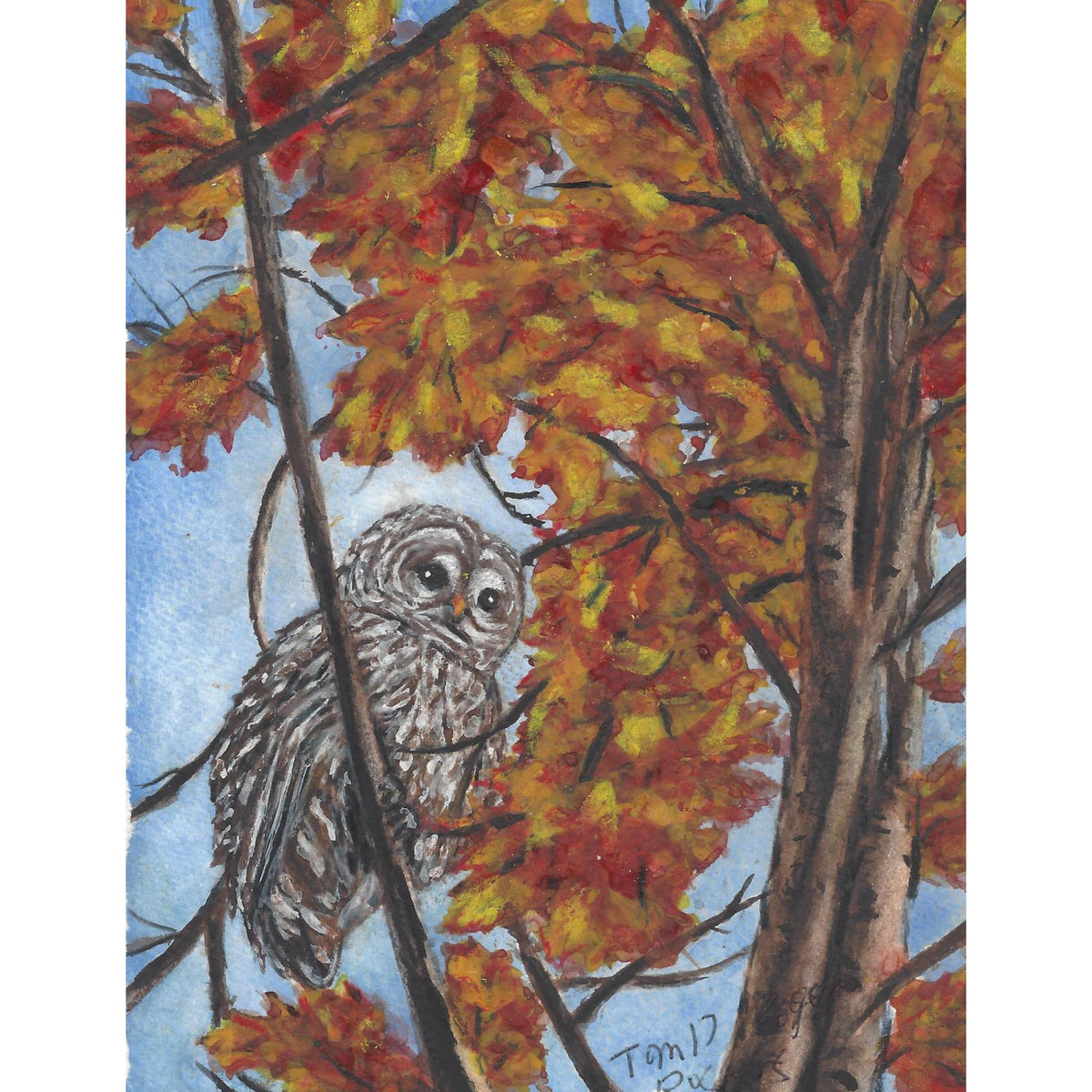 Barred Owl