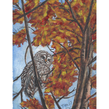 Barred Owl