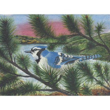 Blue Jay on Pine trees