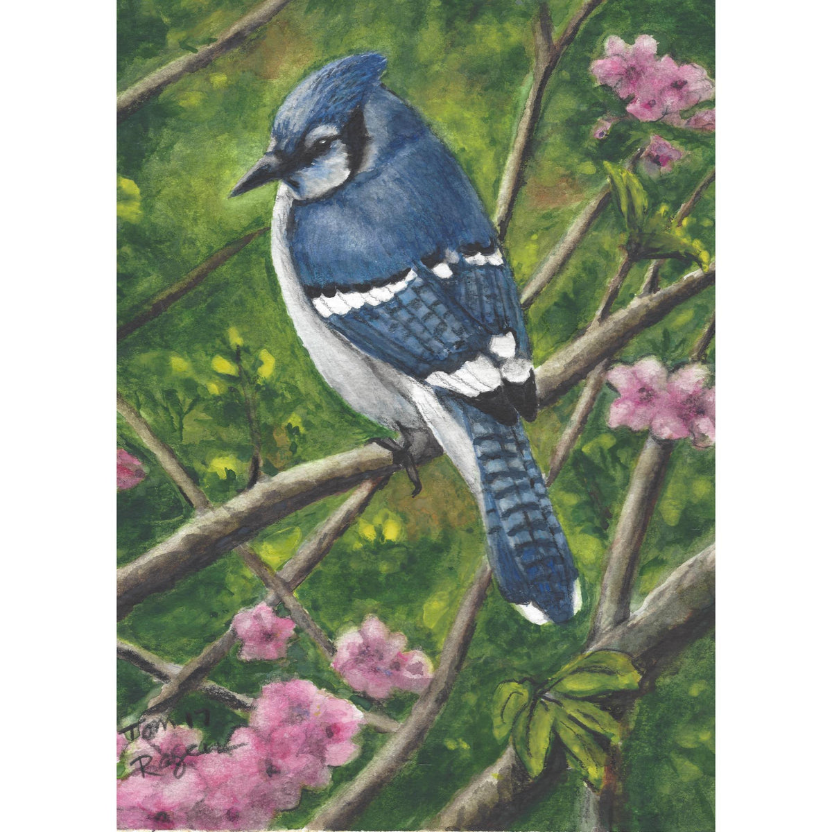 Blue jay in flowering Cherry tree