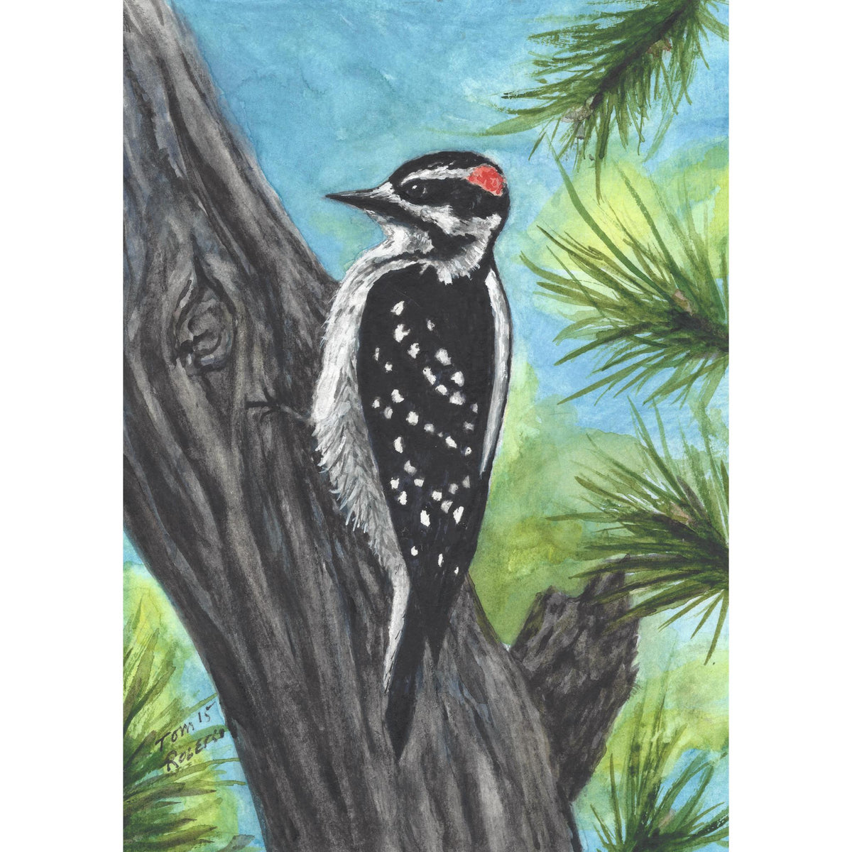 Downey woodpecker