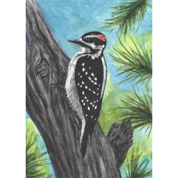 Downey woodpecker