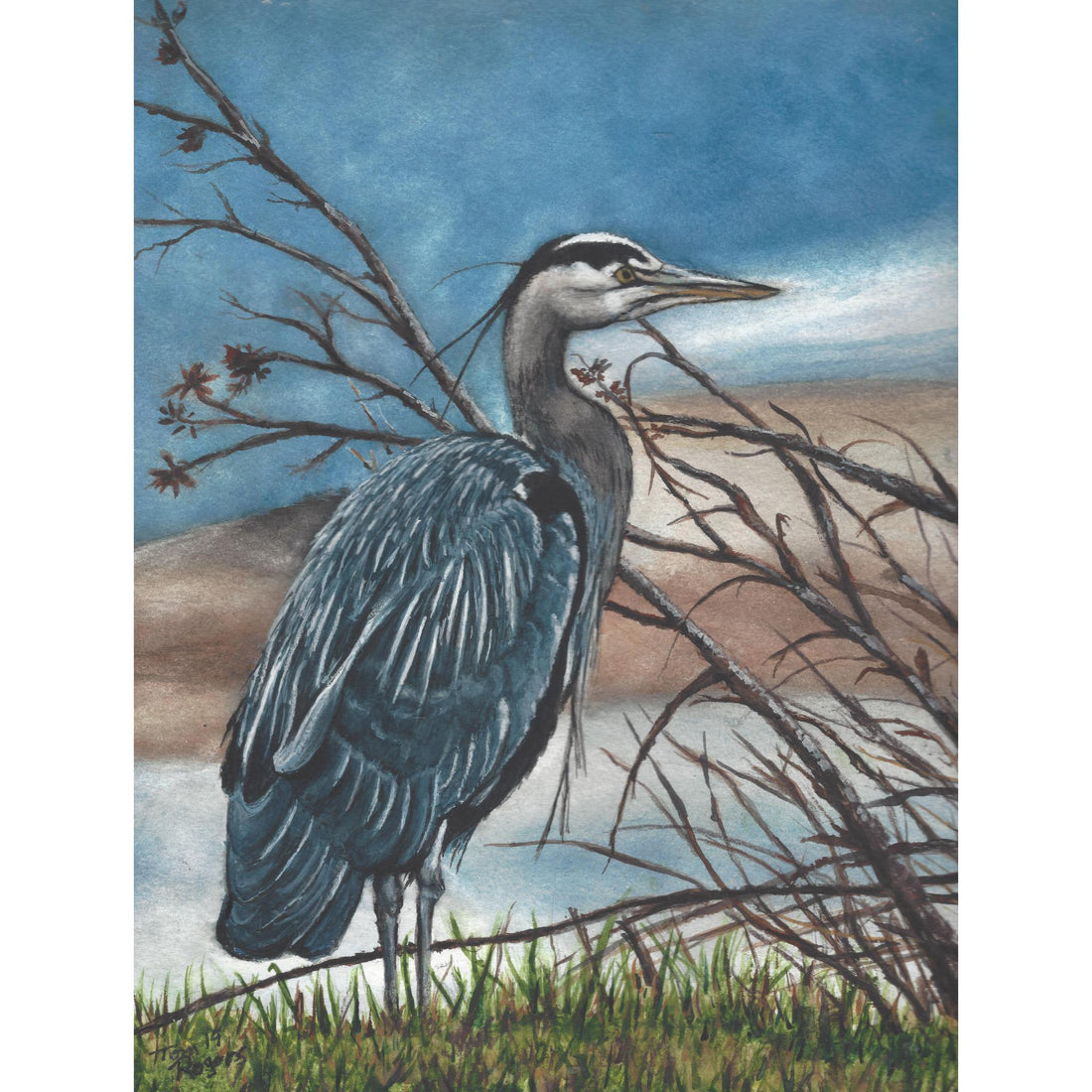 Great Blue Heron