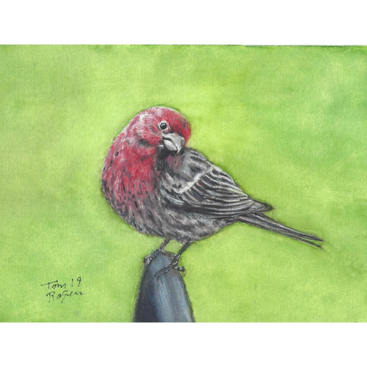 House finch