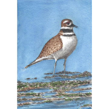 Killdeer Ring Neck Plover, shore bird