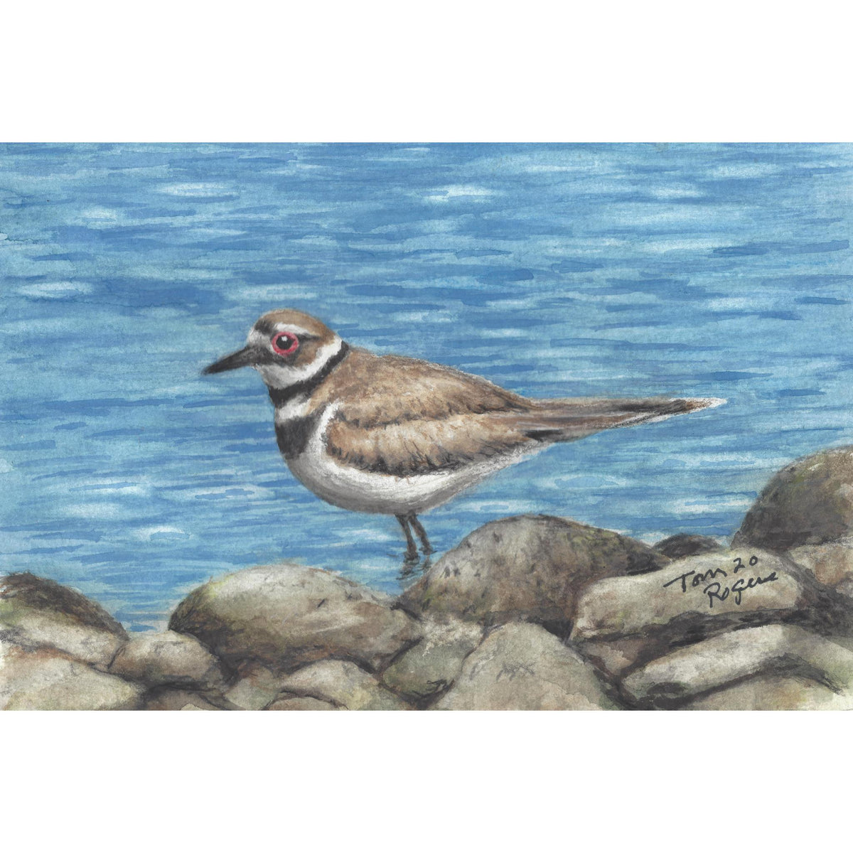Killdeer Ring Neck Plover, shore bird