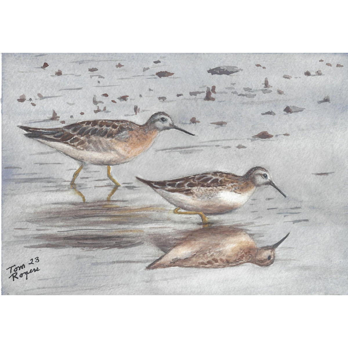 Lesseryellowlegs