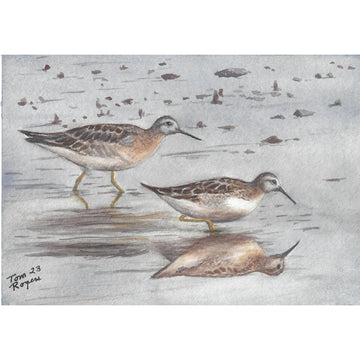 Lesseryellowlegs