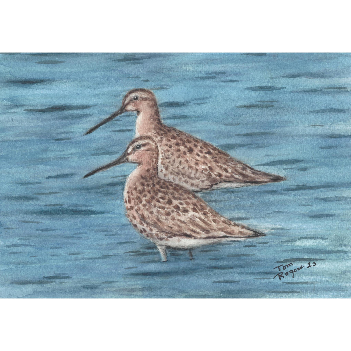 Lesseryellowlegs