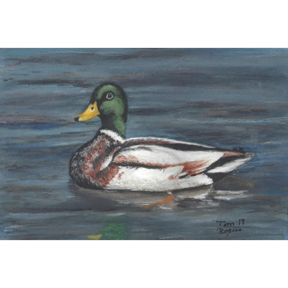 Mallard duck