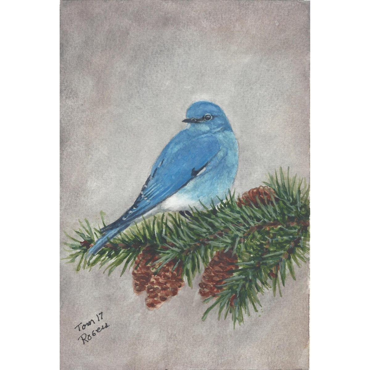 MountainBluebird