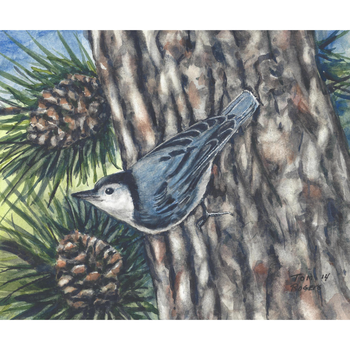 Nuthatch