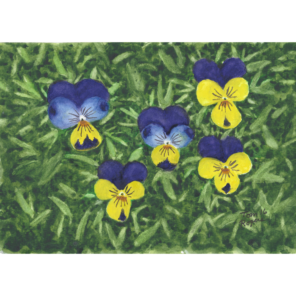Pansey flowers