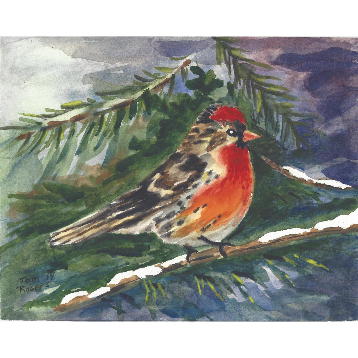 Red-breasted Nuthatch
