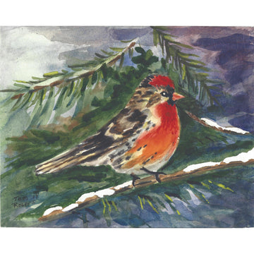 Red-breasted Nuthatch