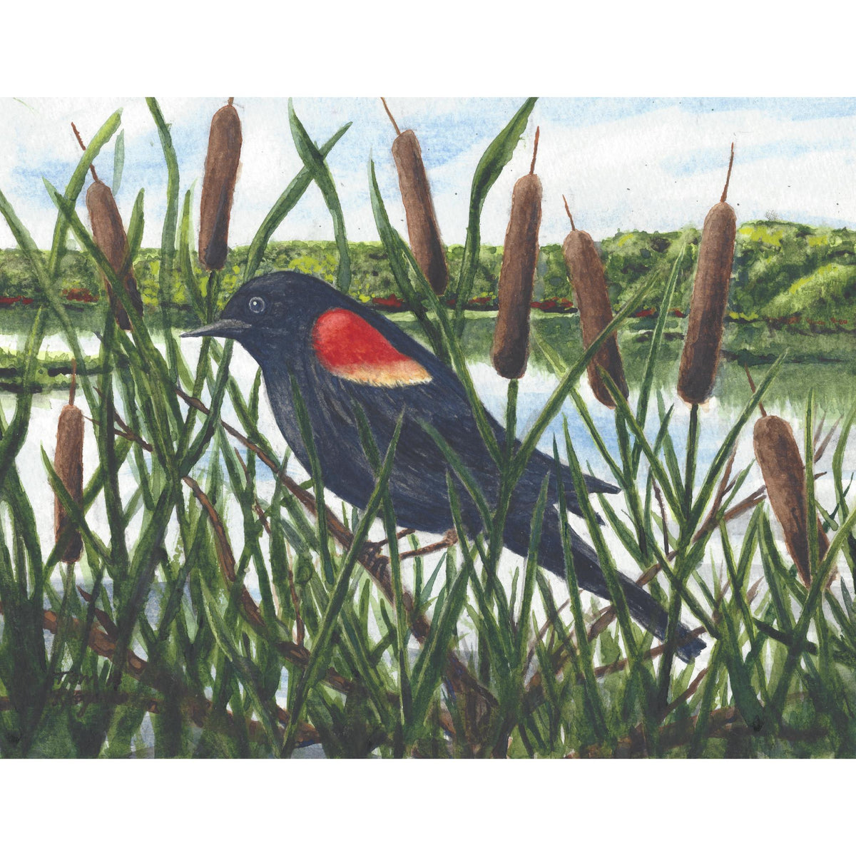 Red Winged Black bird_cattails near pond