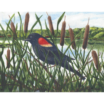 Red Winged Black bird_cattails near pond