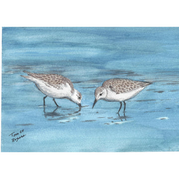 Sandpipers