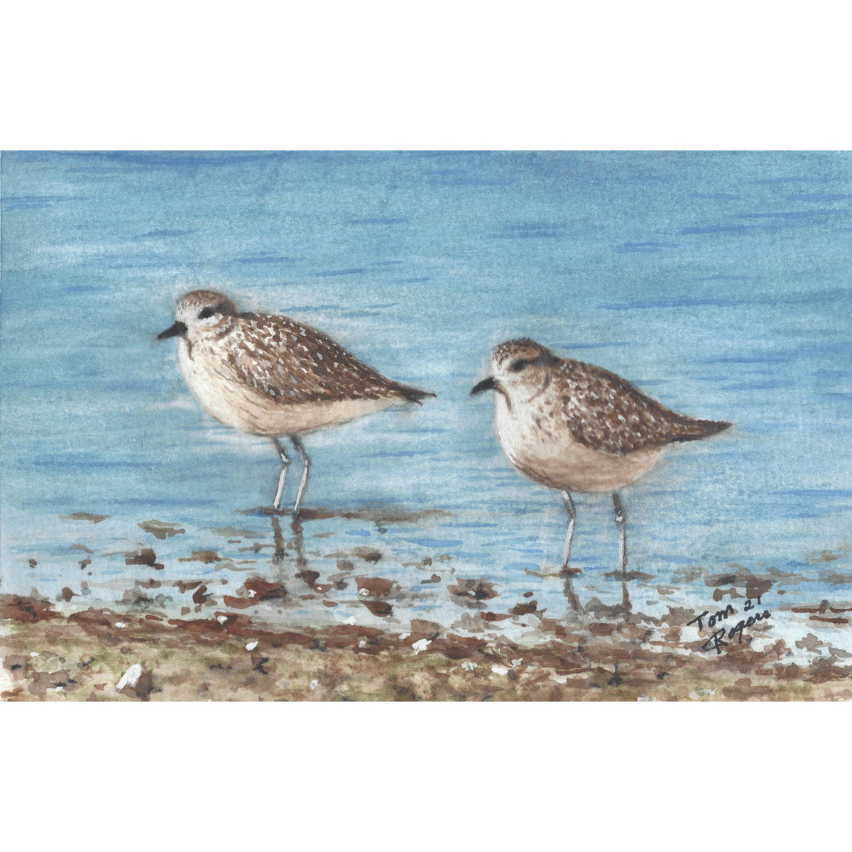 Sandpipers