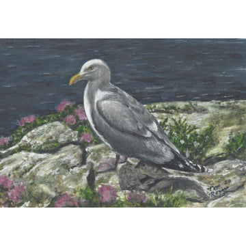 Seagull