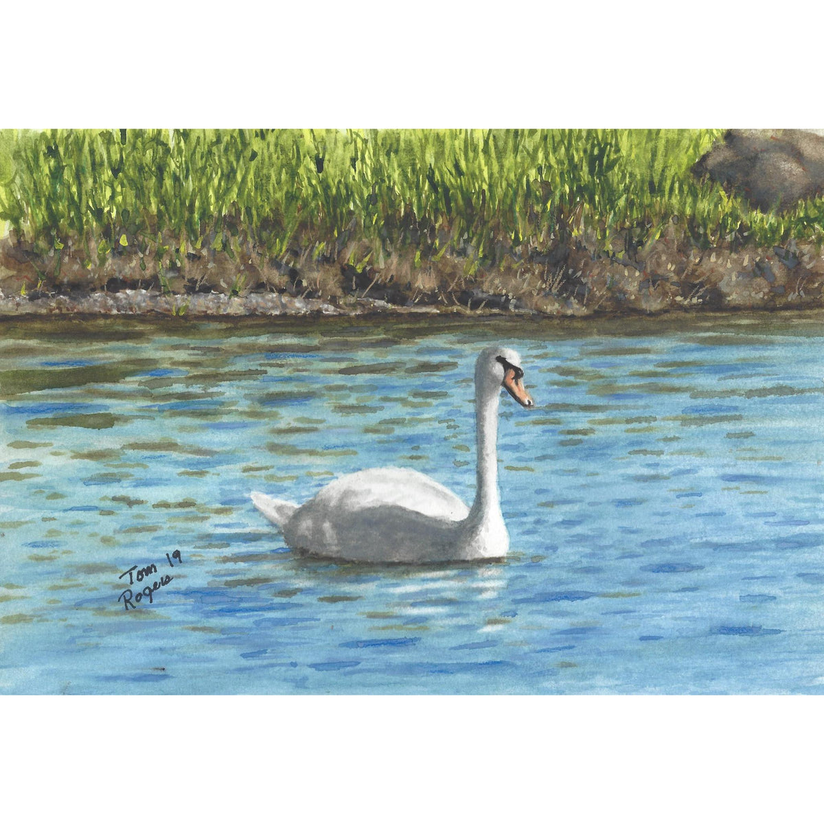 Swan