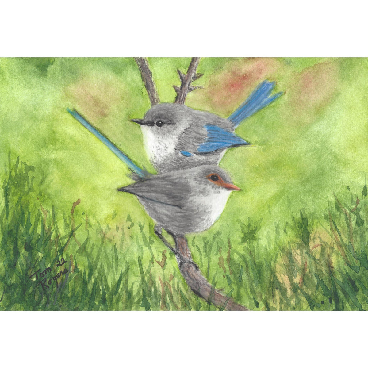 Titmouse and Nuthatch