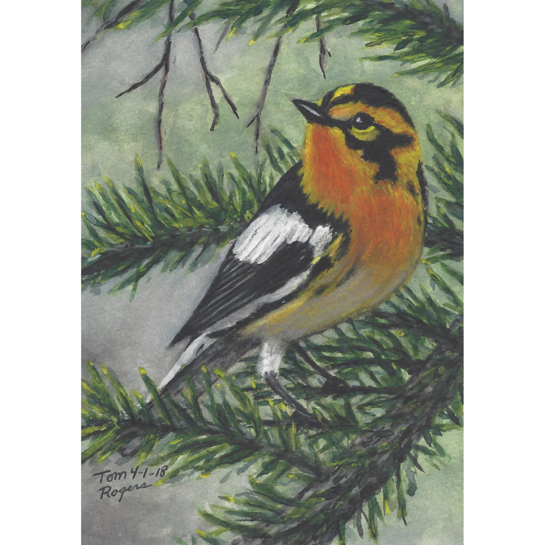 Western Tanager