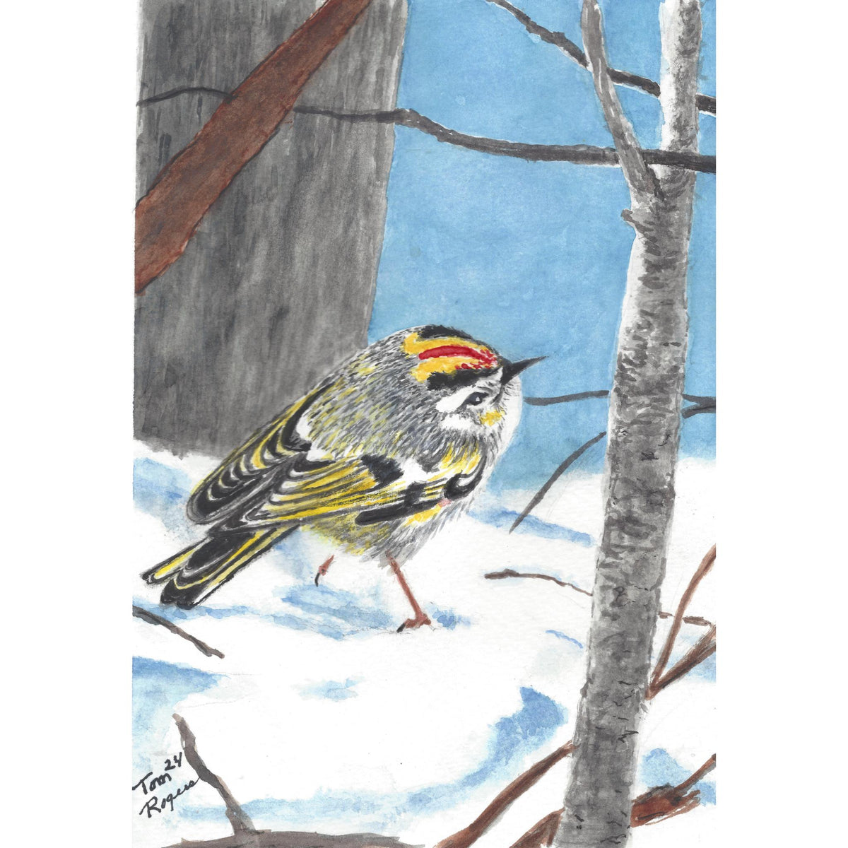 Yellow Bellied Sapsucker Golden Crown Kinglet