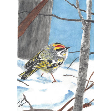 Yellow Bellied Sapsucker Golden Crown Kinglet