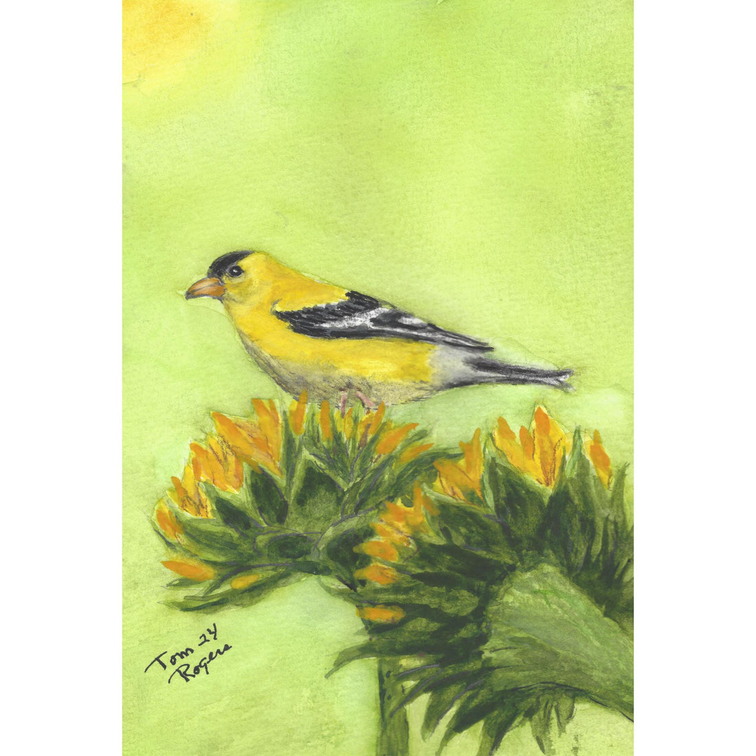 Yellow goldfinch