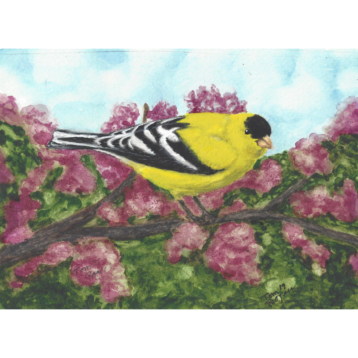 Yellow goldfinch