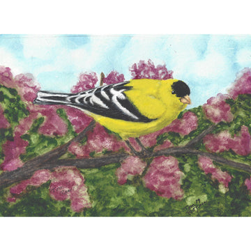 Yellow goldfinch