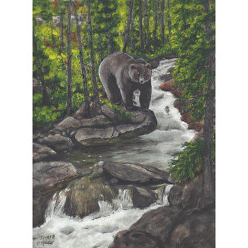 Big bear at a stream