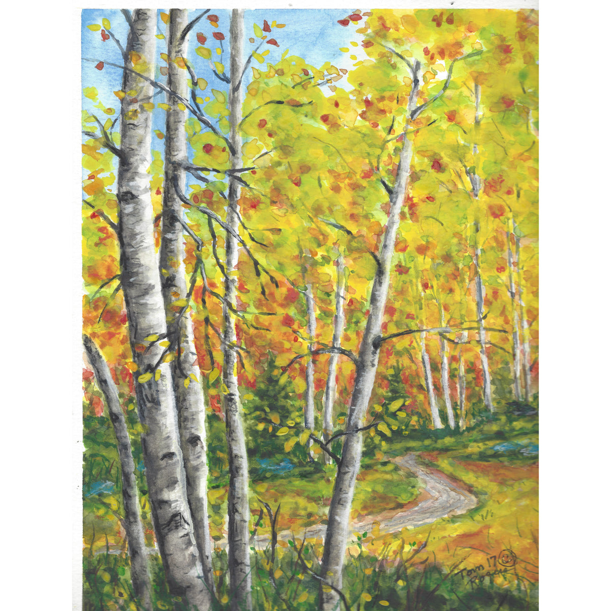 Birch trees