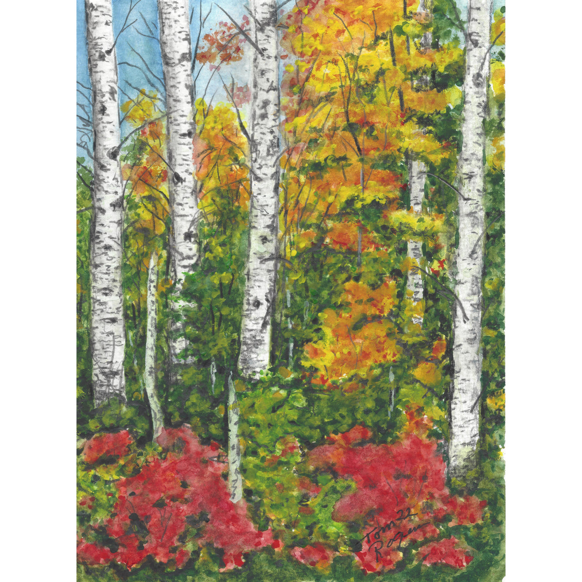 Birch trees