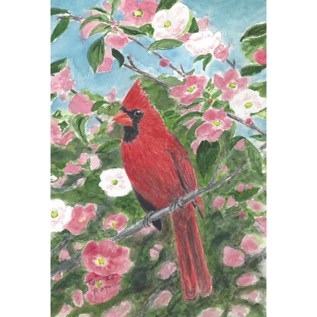 Cardinal Bird