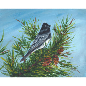 Dark-eyed junco