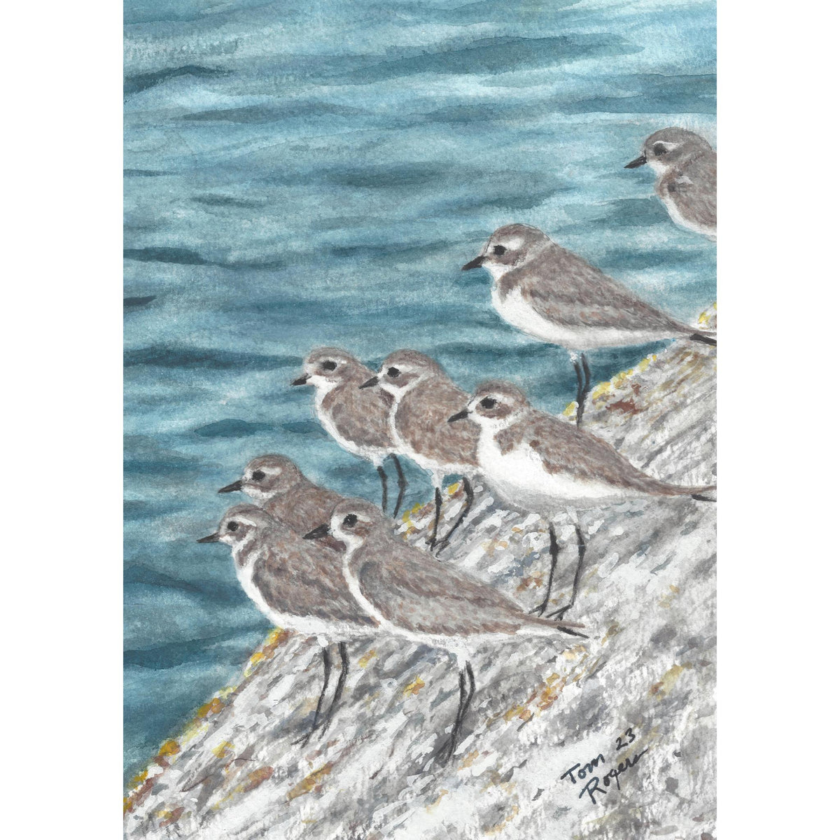 flock of Plovers water fowl