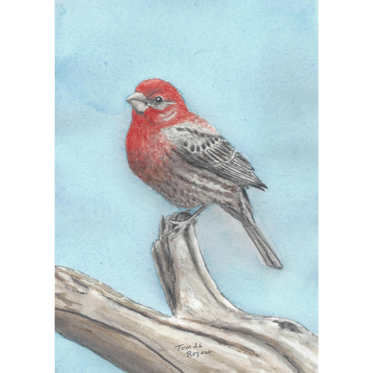 House finch