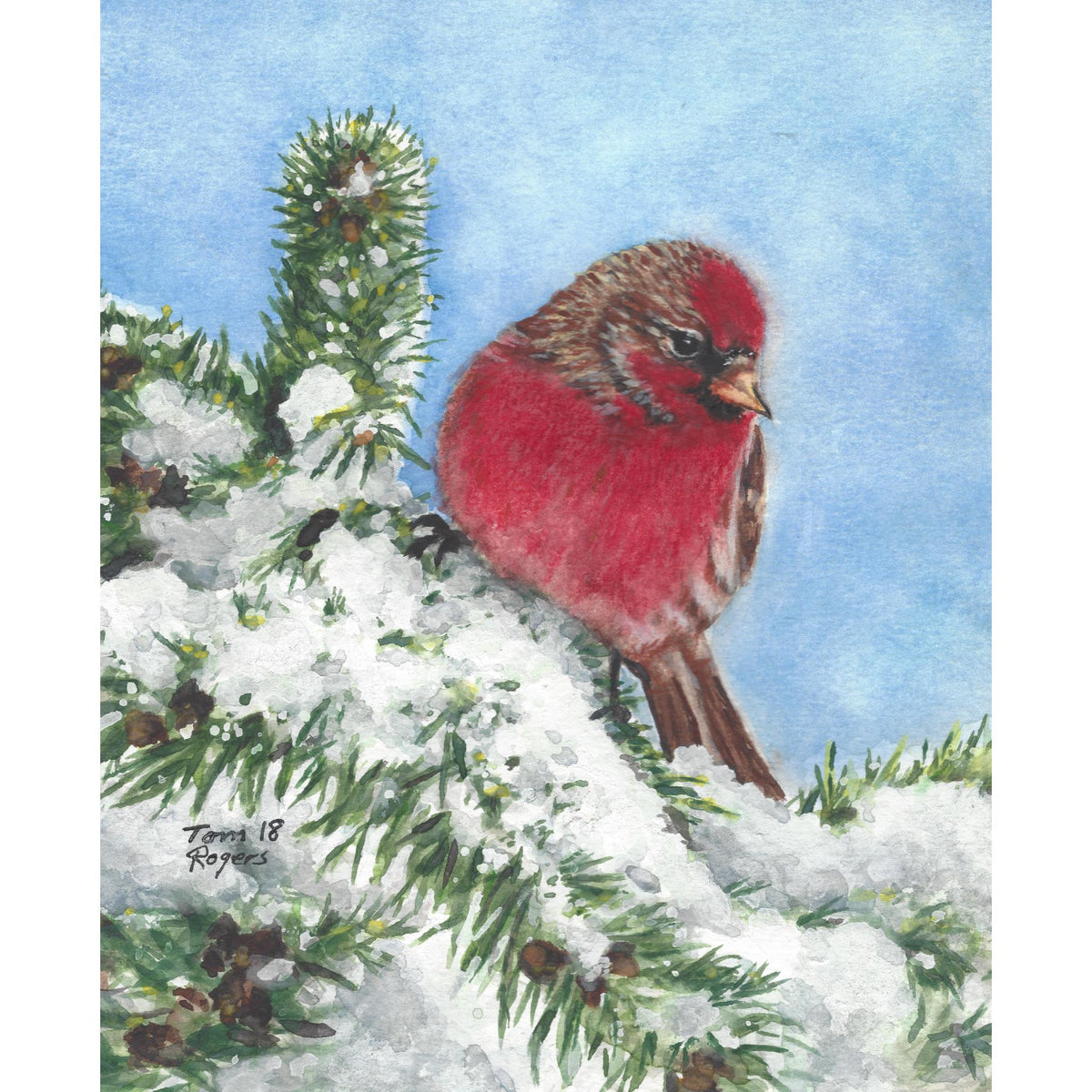 House finch