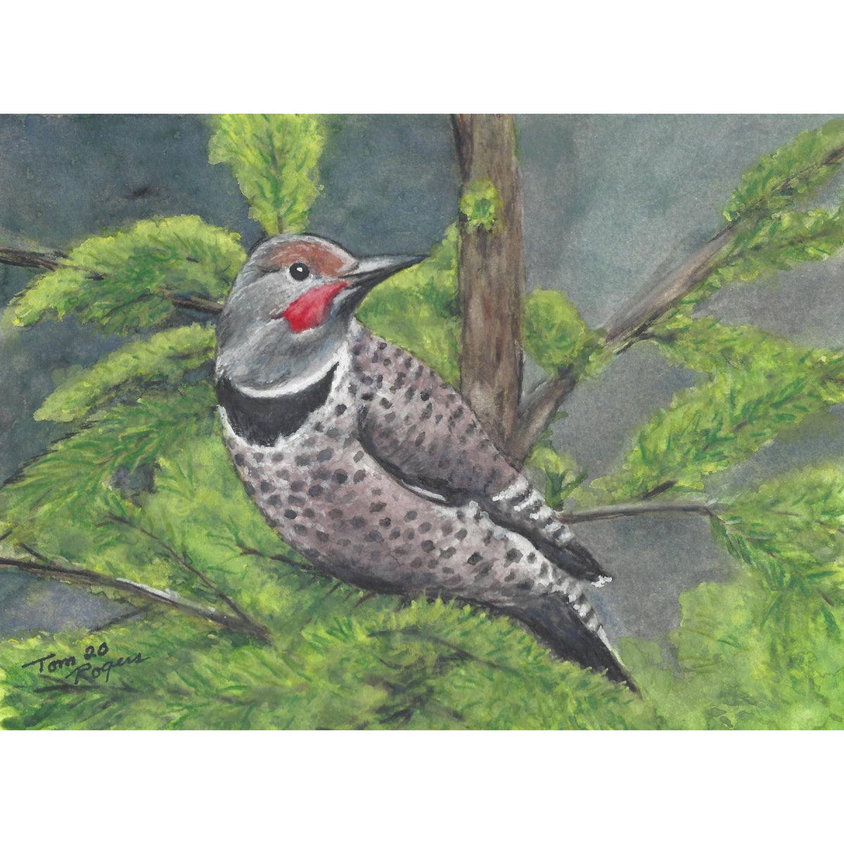 northernflicker