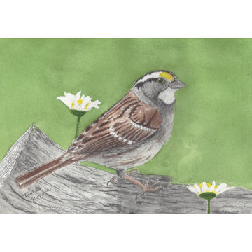white throated sparrow